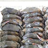 /product-detail/top-quality-seafood-frozen-crab-meat-62014116990.html