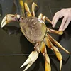 Buy Crab, Fresh Frozen and Live Mud Crabs Red King Crabs Soft Shell Crabs , Blue Crab