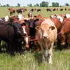 1st Holstein heifers / Friesian cattle , Aberdeen Angus Fattening Beef,Live Dairy Cows and Pregnant Dutch Holstein Heifers