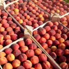 Fresh South African Peaches high quality Class 1