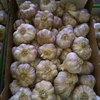 /product-detail/fresh-purple-garlic-62012586345.html