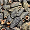 Dried Sea Cucumber for Sale