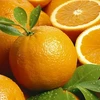 /product-detail/fresh-citrus-navel-oranges-valencia-orange-62011808133.html