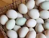 /product-detail/top-quality-duck-eggs-fertile-duck-eggs-62010032775.html