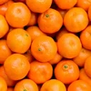 /product-detail/fresh-naval-and-valencia-oranges-naval-and-valencia-oranges-62012840675.html