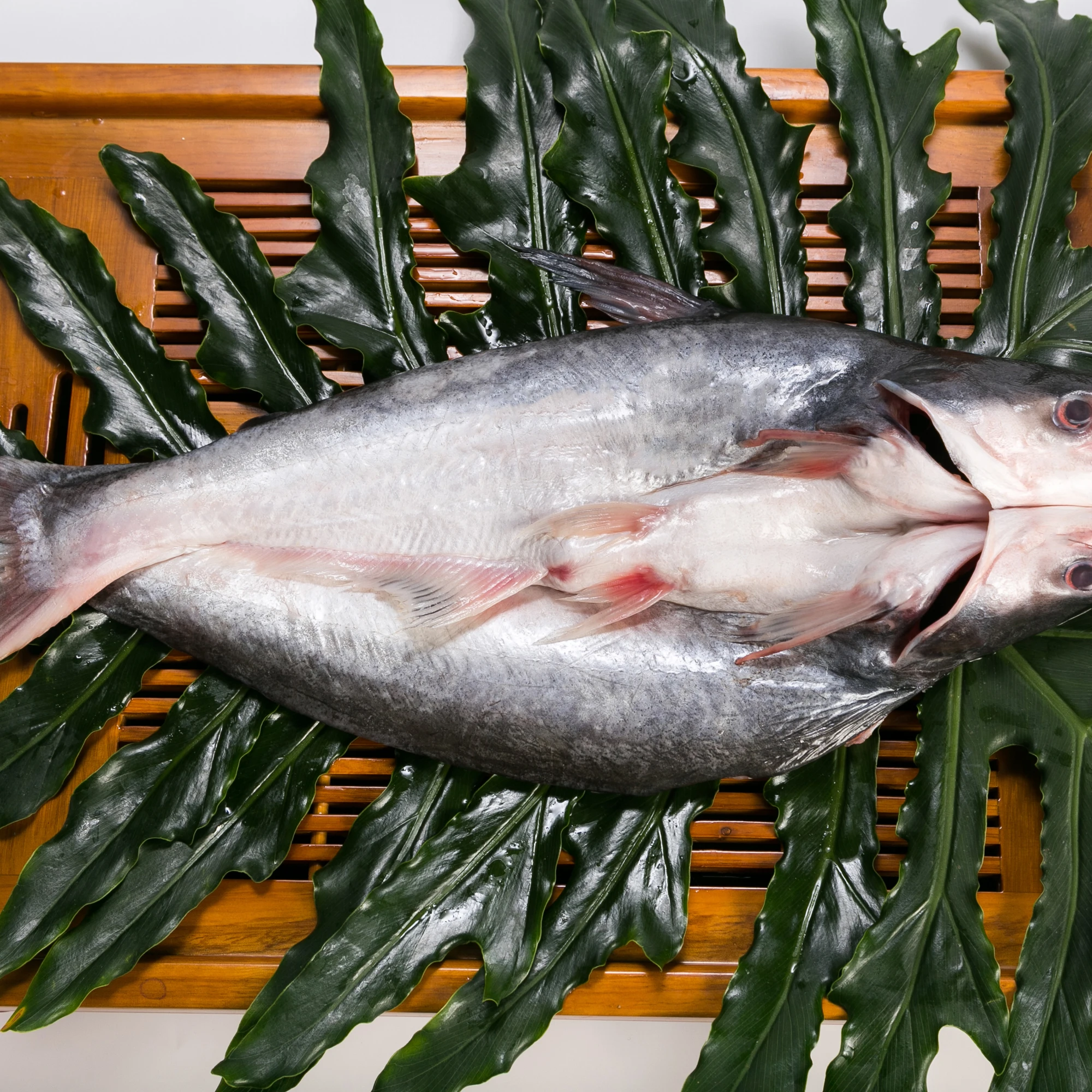 Пангасиус рыба