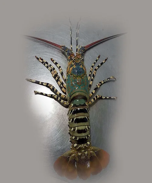Tiger-Lobster-1.jpg
