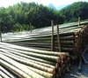 Natural Bamboo Poles, Raw pole bamboo for construction and building materials