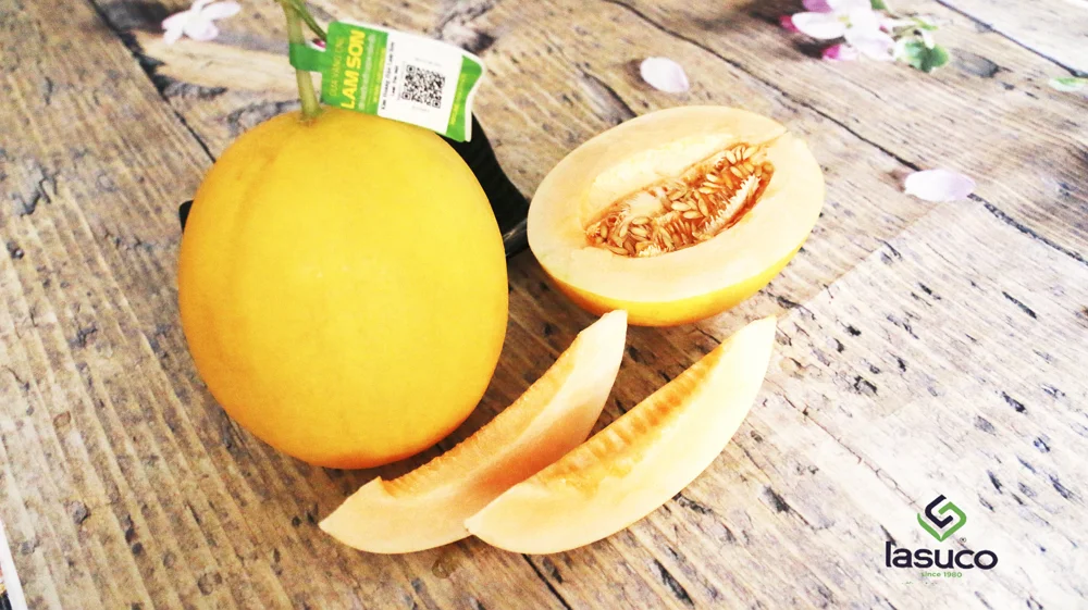 golden melon - fresh yellow melon from vietnam (lam son) 1-1,4