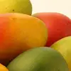 /product-detail/fresh-mango-nam-dok-mai-variety-golden-honey-eastern-thailand-62009655314.html