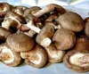 /product-detail/natural-magic-mushrooms-dried-with-good-quality-62011738570.html
