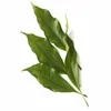 Buy Online Clove Leaf Essential Oil INDIA