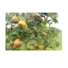 /product-detail/best-price-for-fresh-valencia-orange-lasuco--62009708438.html