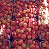 High-quality wholesale natural BIO organic from Moldova delicious fresh peaches