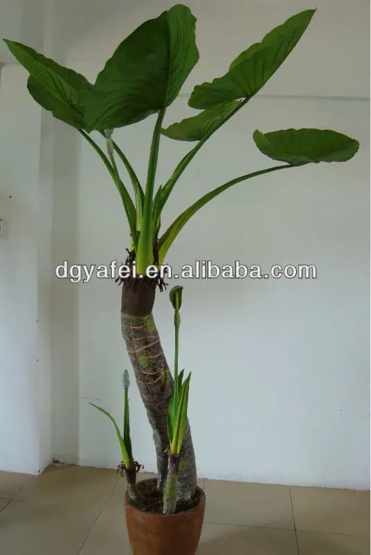 Large Green Leaf Plants Decorativeindoor Ornamental Large Green Leaf Plants Decorativeindoor Ornamental Decorativelarge Indoor For