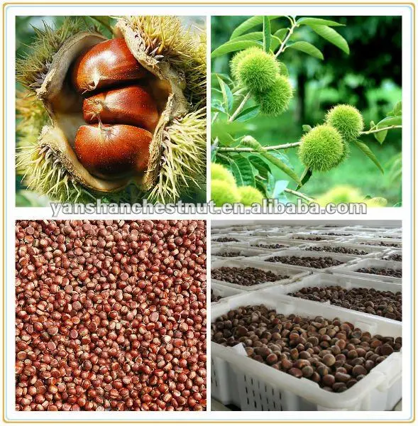 Chinese chestnut for sale