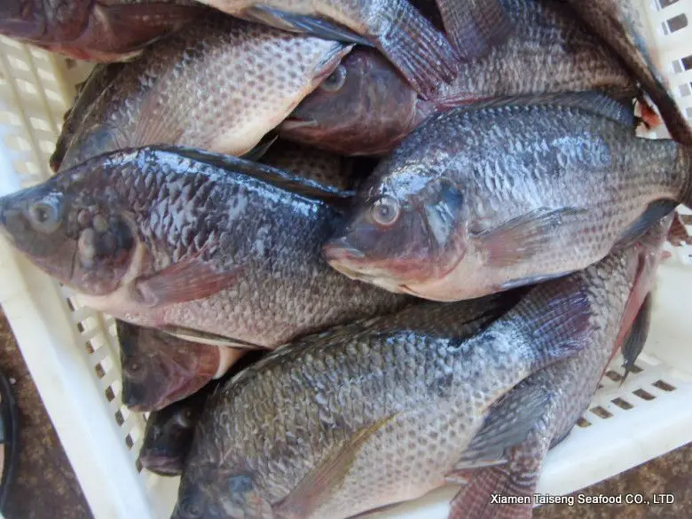 fresh frozen top quality tilapia fish malaysia