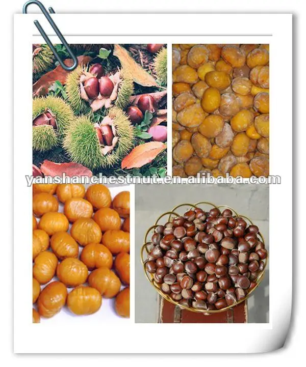 fresh Chinese chestnuts for sale