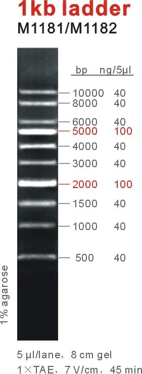 1kb ladder