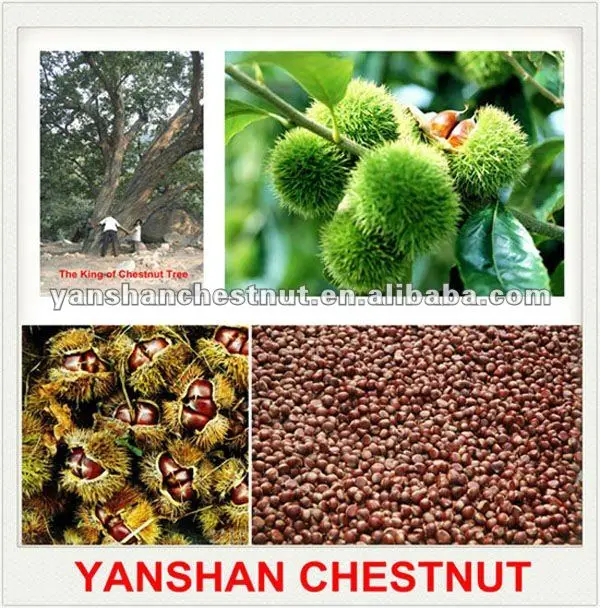 harvesting fresh chestnuts