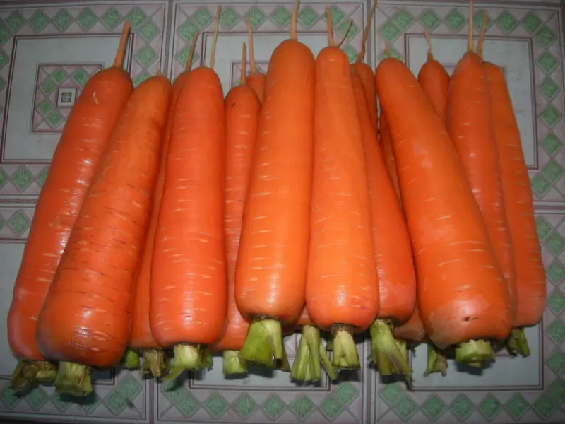 Lower Price Fresh Carrot Buy Carrots,Fresh Carrot,Bulk Carrot Product