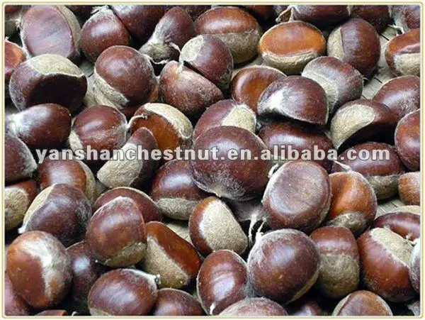 fresh raw chestnuts with double gunny bag