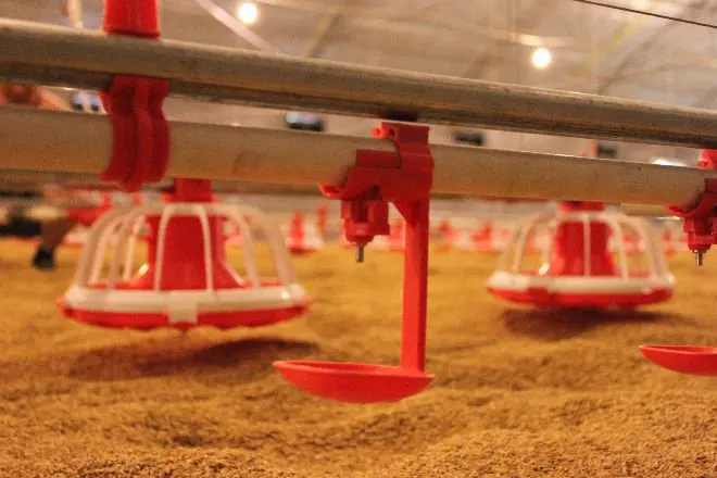 Automatic poultry equipment/chicken house equipment/ poultry house complete farming system