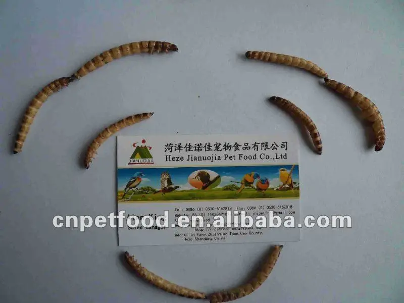 dried mealworm bird food&aquarium fish food gusano de harina