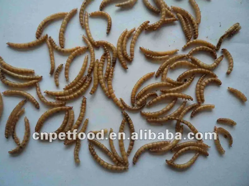 Garden bird yellow dried mealworm bird food