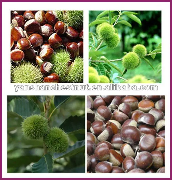 fresh organic chestnuts