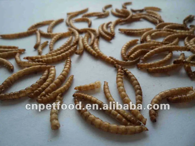 dried mealworm bird food not for human consuption