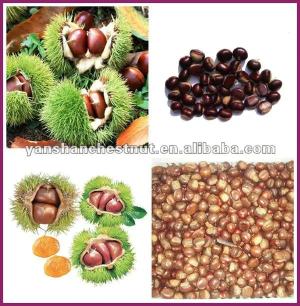 hebei origin fresh chestnuts