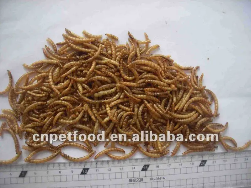 dried mealworm fish food