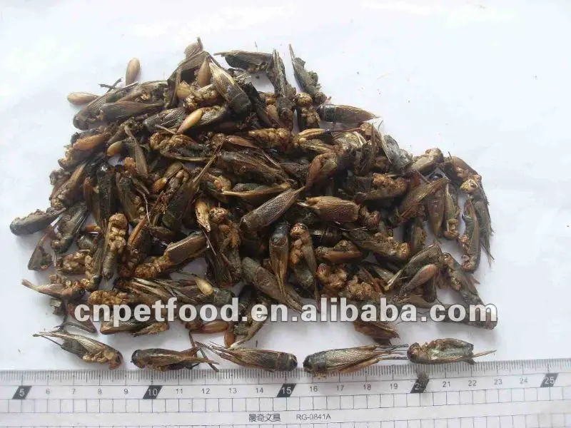 FD/AD/SD mealworm bird/fish/reptile food