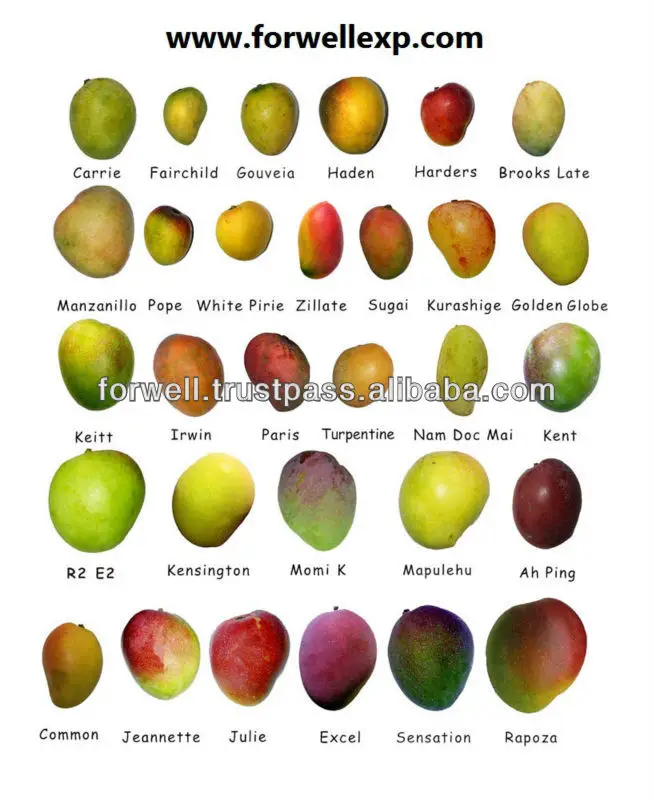 新鲜芒果 (kent,keitt zebdia,taymor,mabroka,fons,印地语,aweas)