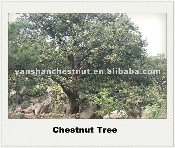 Chestnut Tree.jpg