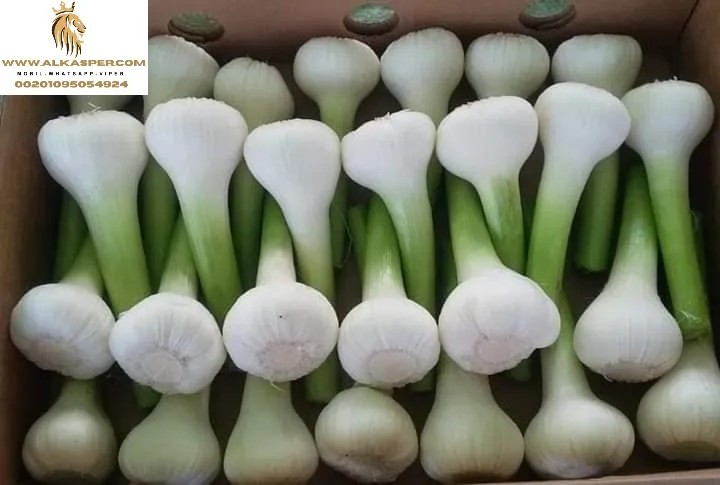 Fresh Garlic New 2024 Garlic Factory Price Of High Quality Wholesale ...