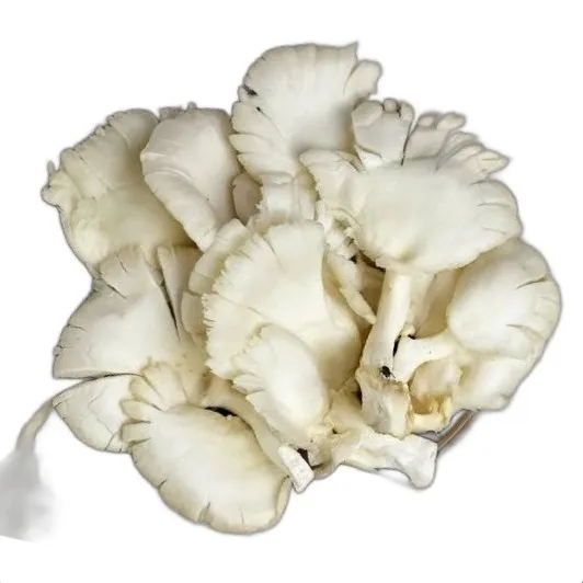 Fresh Oyster Mushroom Indonesian Cultivation Local Oyster Mushroom