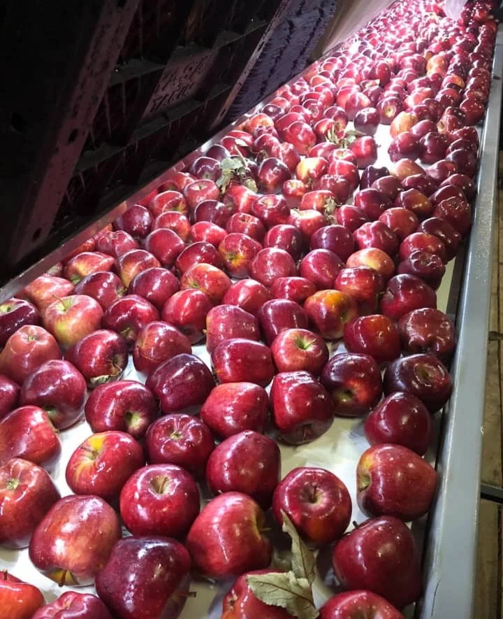 Fresh Apples Red Fuji Green Golden Delicious Apples Buy Cheap Price