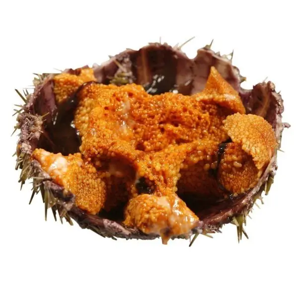 Fresh Sea Urchins And Roe - Buy Fresh Sea Urchins,Fresh Sea Urchins ...