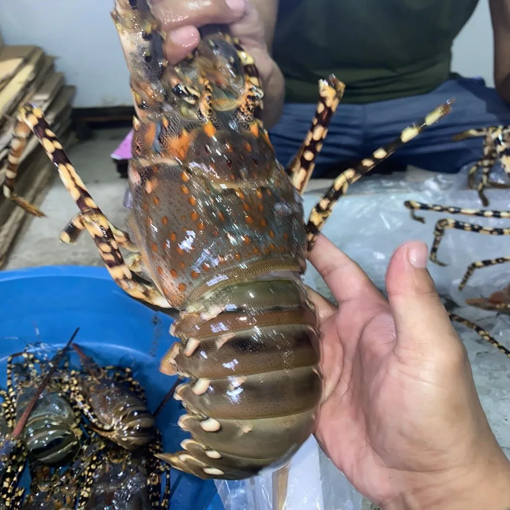 Fresh Affordable Frozen Whole Seafood Giant Red Lobsters - Buy Shrimp ...