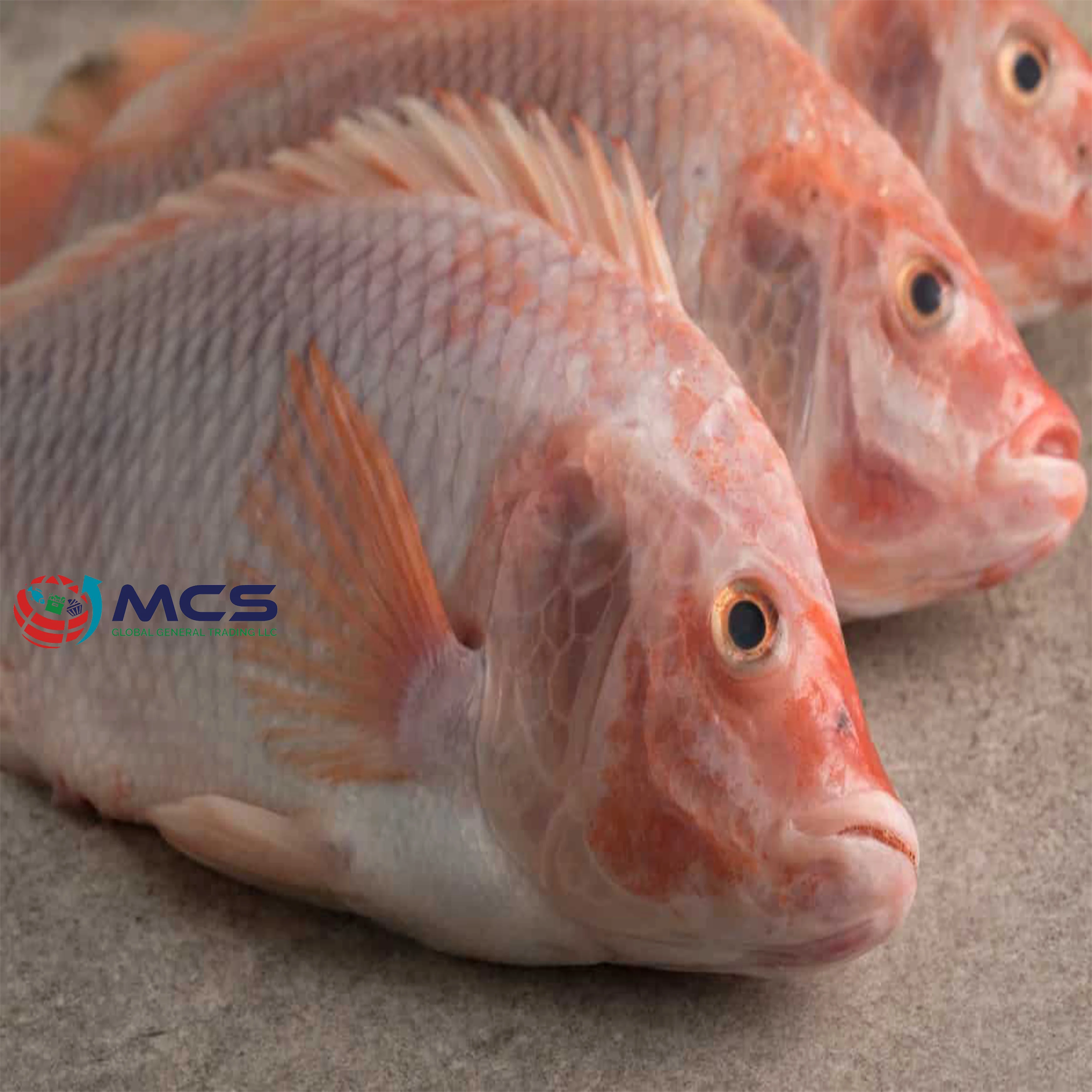 Top Quality Frozen Black Tilapia Fish Factory Export Fish Frozen Whole