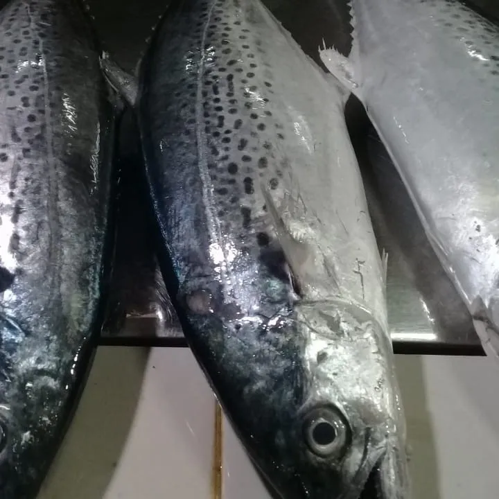 Natural Sea Fresh Male Mackerel Fish,Frozen Sea Cuisine Export Quality