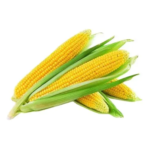 High Protein Yellow Maize For Animal Feed Export Good Quality With ...