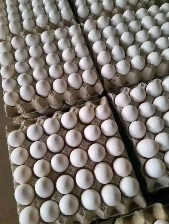 Fresh Chicken Table Eggs/fresh Chicken Hatching Eggs At Good Prices ...