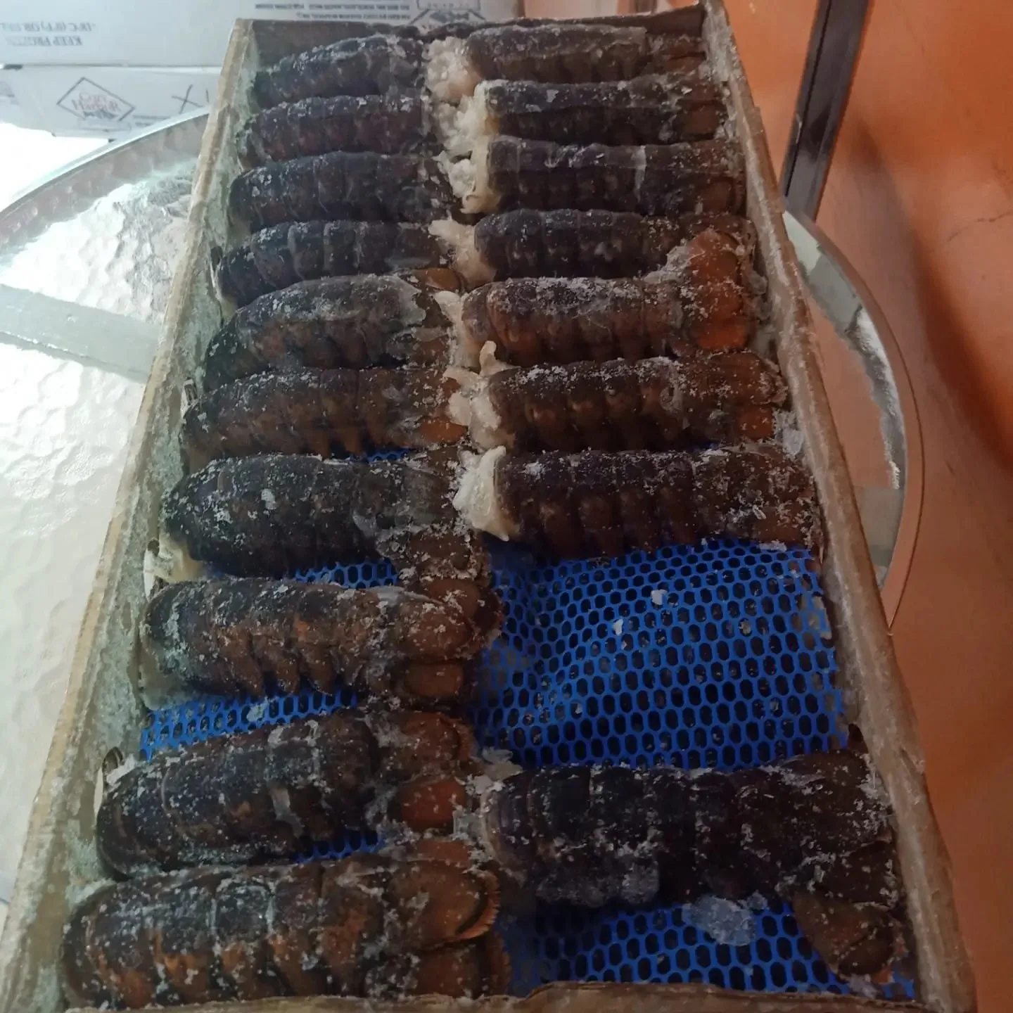 Spiny Lobster Catch At 2024 From Thailand Seafood In Stock Buy Live