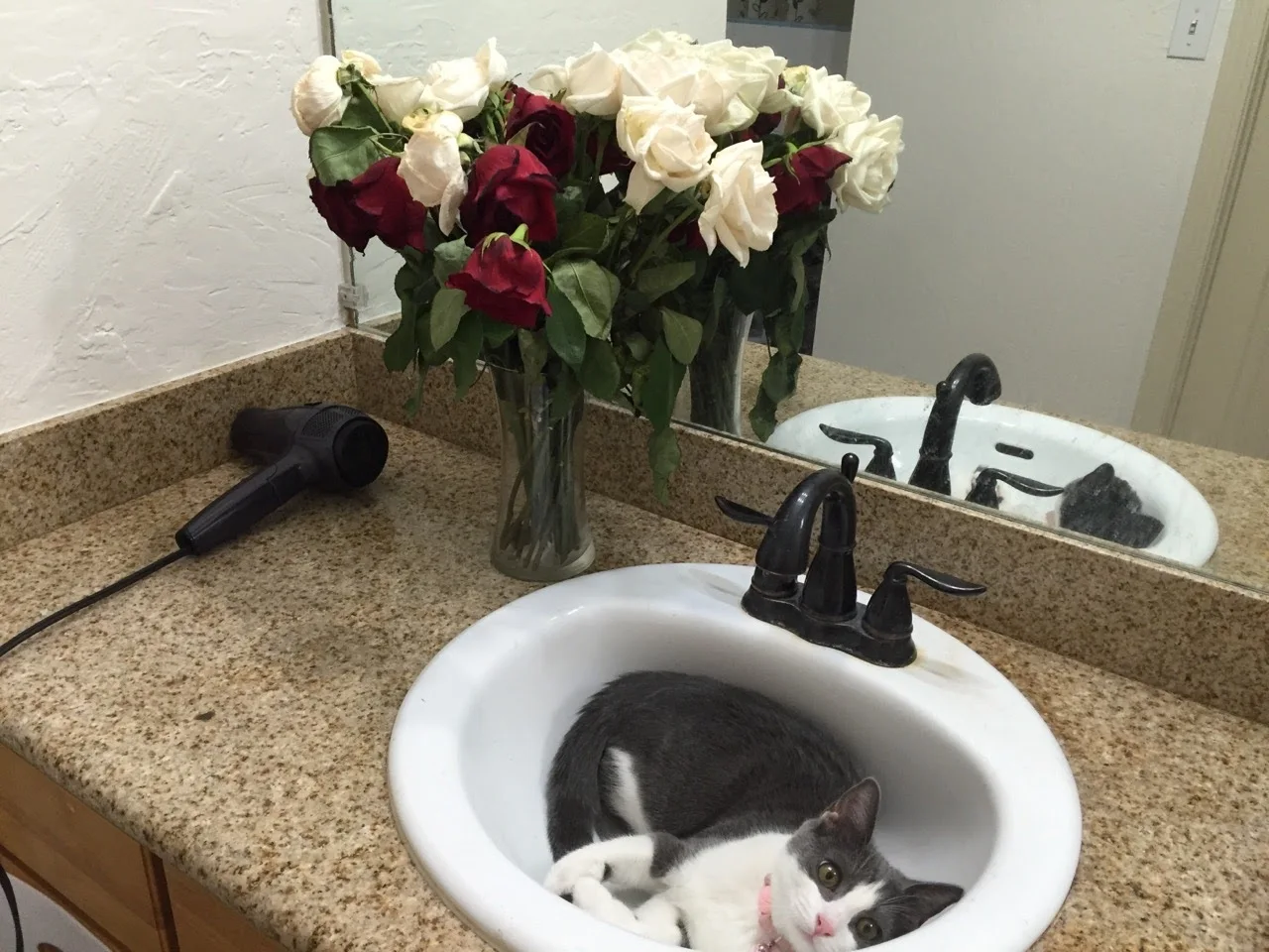 Sleeping in the sink