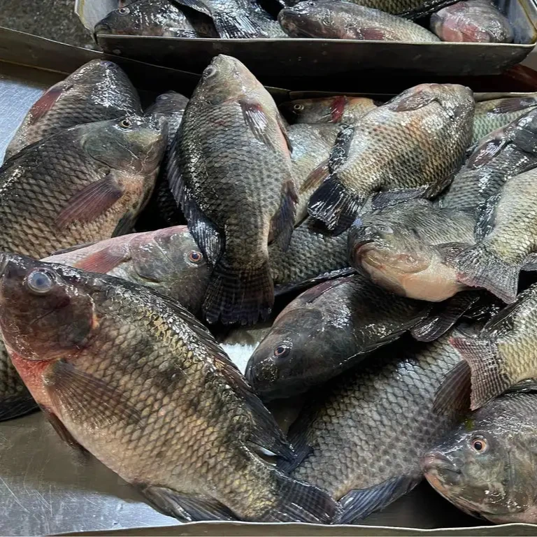 Seafood Factory Price Tilapia Fish Bulk Packing New Season 100% Natural ...