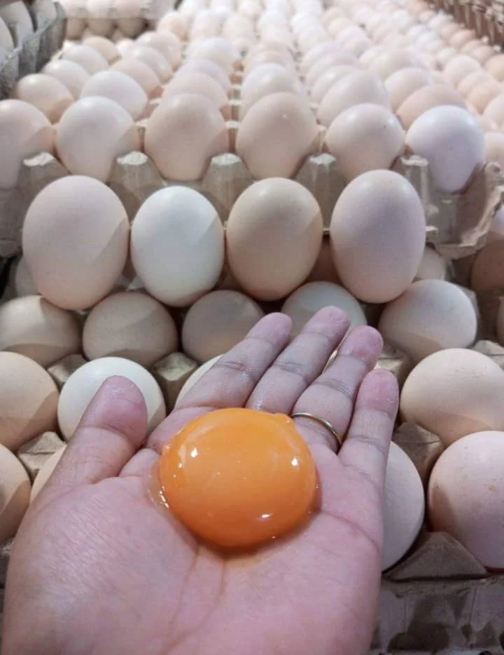 Fresh Chicken Table Eggs Fertilized Hatching Chicken Eggs,White And