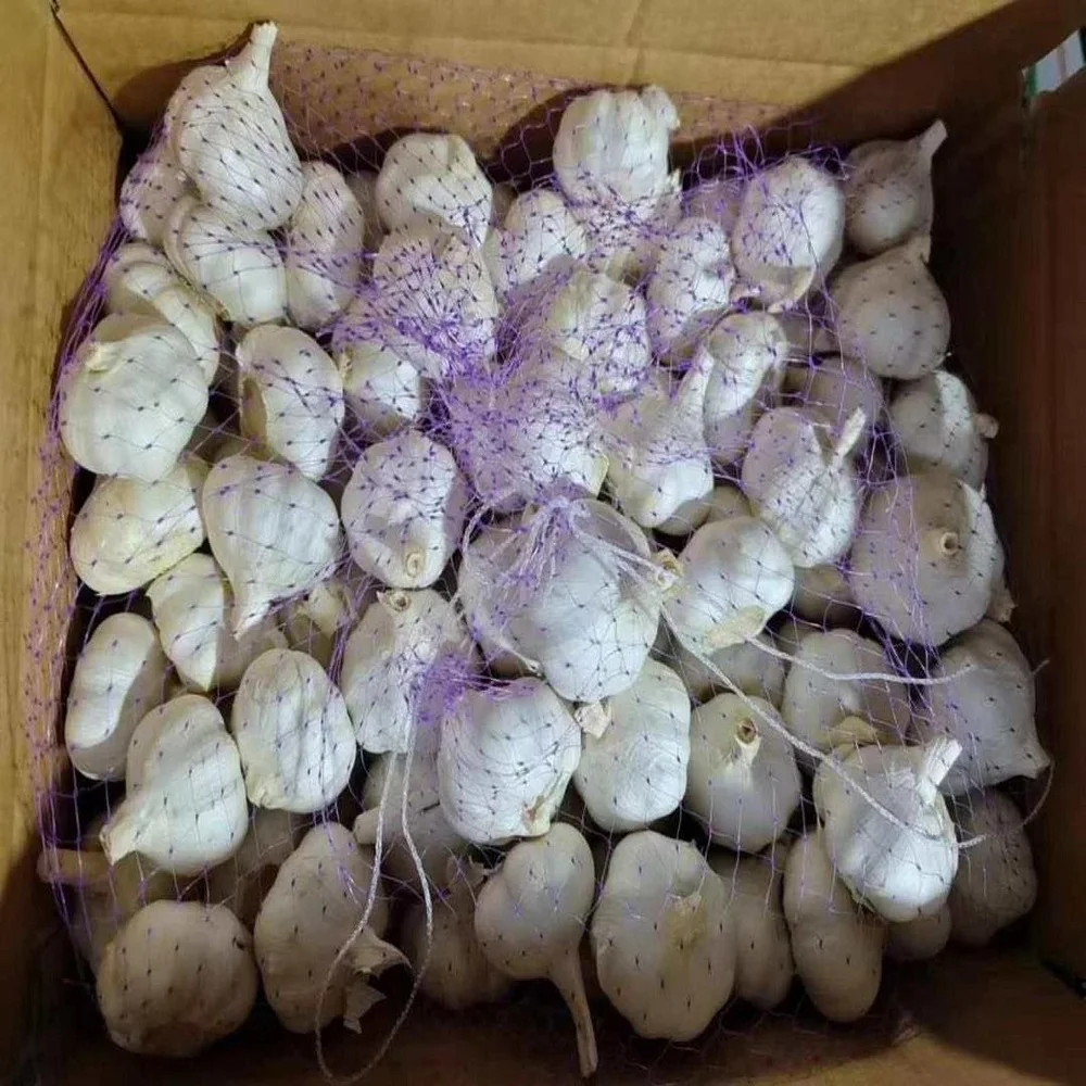 Fresh White Garlic Buy Wholesale Garlic With Fresh Taste And Long